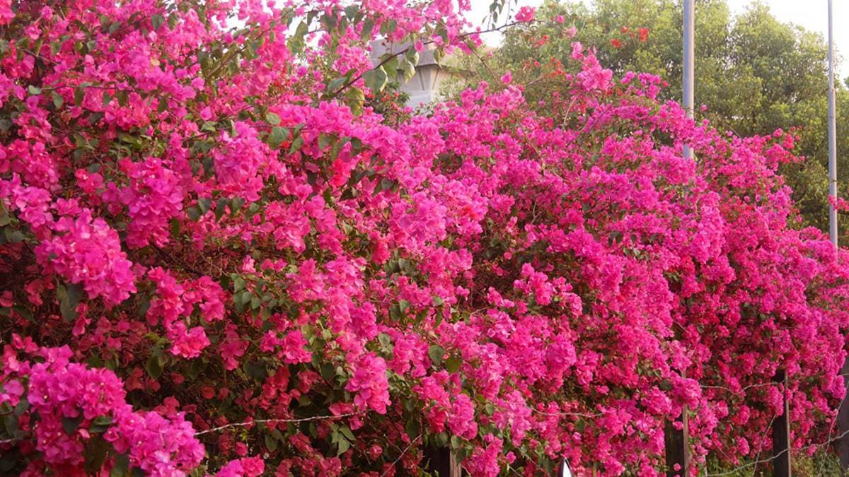 紫色花瀑太浪漫!來嘉義「九重葛大道」被花包圍,今年春天網美必修課