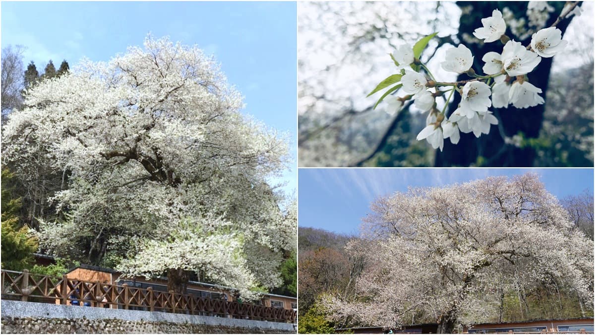 台灣超稀有「霧社櫻王」盛放！限定「純白春櫻雪」風吹就美，錯過等明年