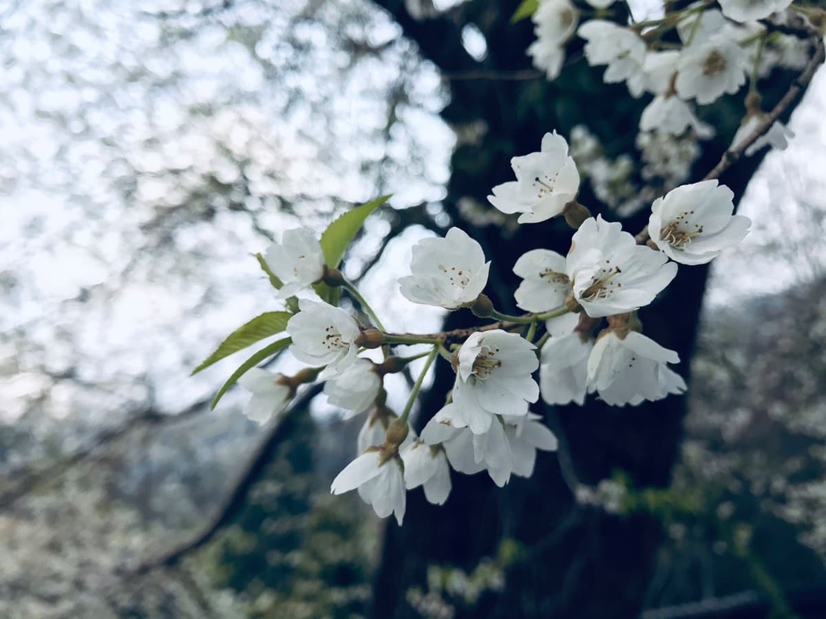 台灣超稀有「霧社櫻王」盛放！限定「純白春櫻雪」風吹就美，錯過等明年