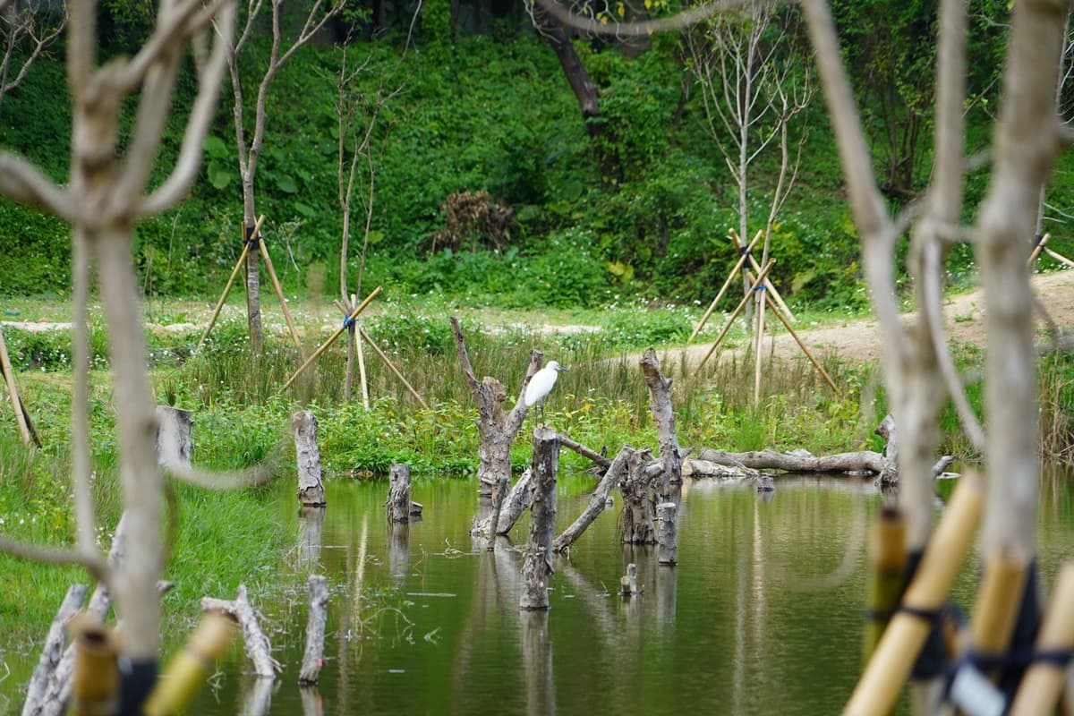 就在信義區!全新「永春陂濕地公園」開幕,日式庭園造景+百年「水波紋101」必拍 就在信義區!全新「永春陂濕地公園」開幕,日式庭園造景+百年「水波紋101」必拍