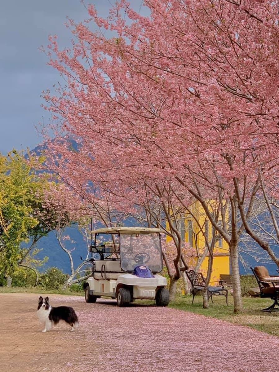 「台版上野公園」櫻花爆炸！4月底前帶小孩「免費入住」，高中以下學生都算