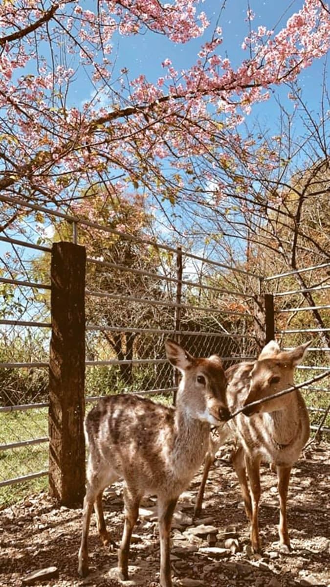 「台版上野公園」櫻花爆炸！4月底前帶小孩「免費入住」，高中以下學生都算
