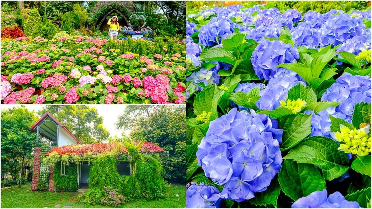 搶先開花！苗栗「暈染系繡球花」又大又美，順遊祕境「森林小屋」找童話窗戶
