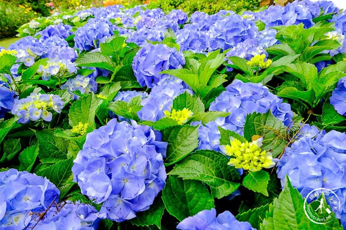 搶先開花！苗栗「暈染系繡球花」又大又美，順遊祕境「森林小屋」找童話窗戶