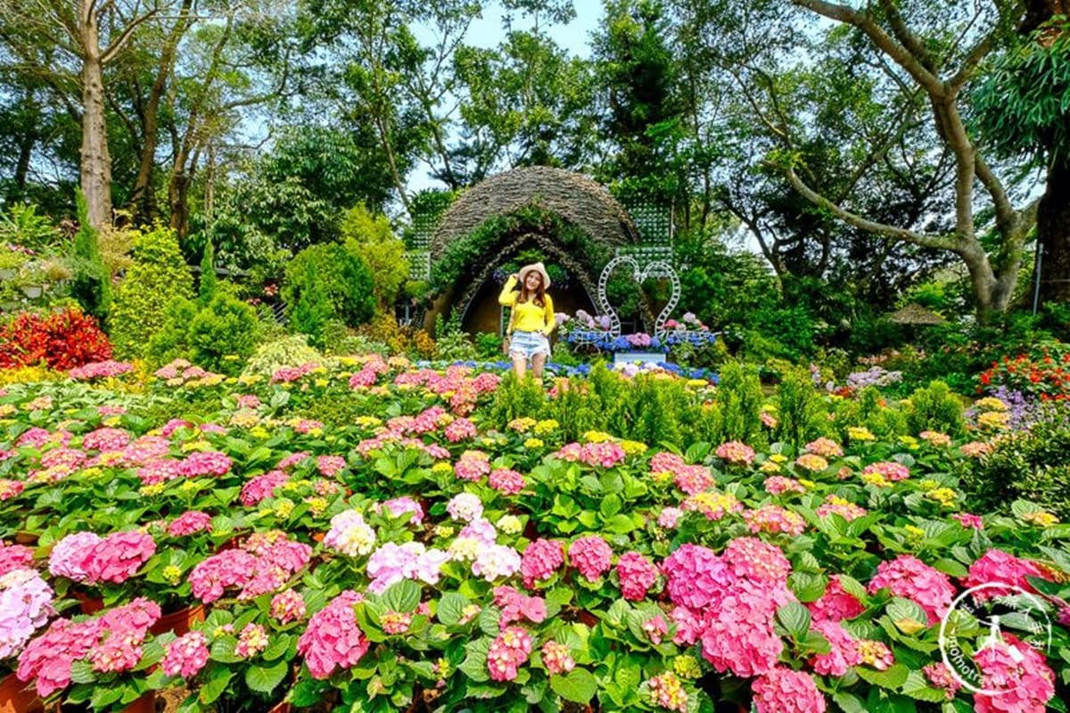 搶先開花！苗栗「暈染系繡球花」又大又美，順遊祕境「森林小屋」找童話窗戶