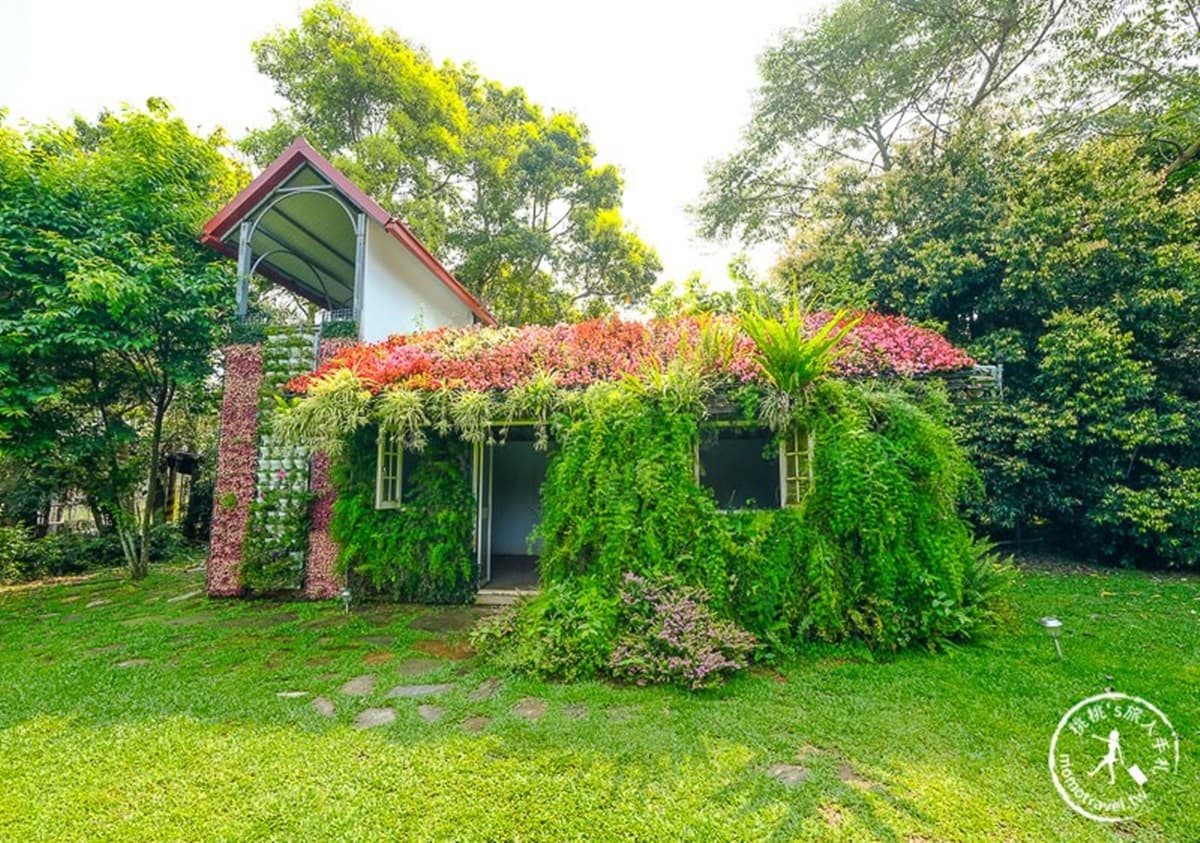 搶先開花！苗栗「暈染系繡球花」又大又美，順遊祕境「森林小屋」找童話窗戶
