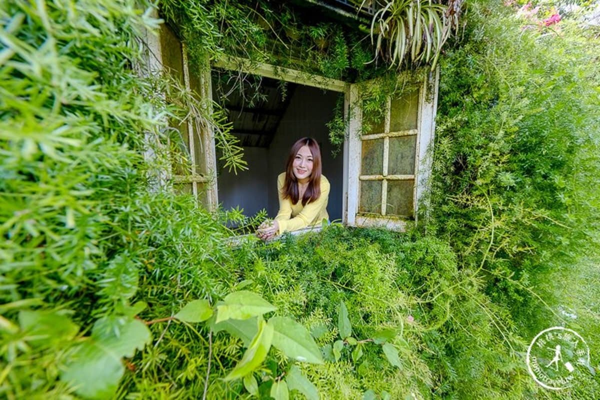 搶先開花！苗栗「暈染系繡球花」又大又美，順遊祕境「森林小屋」找童話窗戶