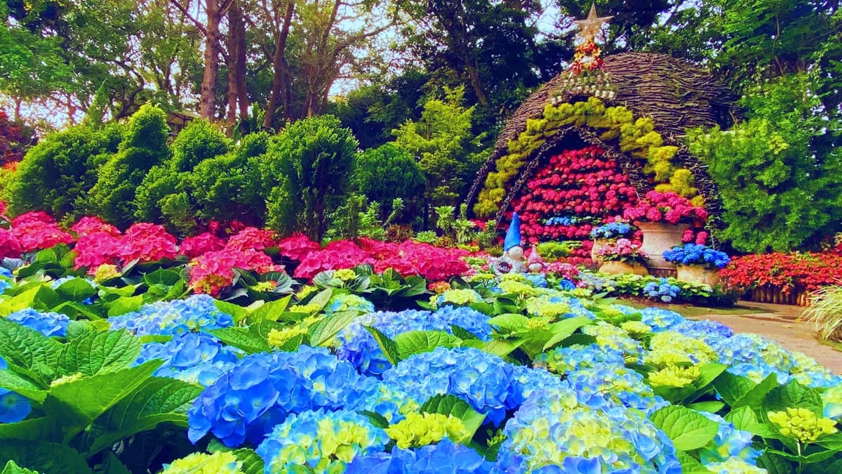 搶先開花！苗栗「暈染系繡球花」又大又美，順遊祕境「森林小屋」找童話窗戶