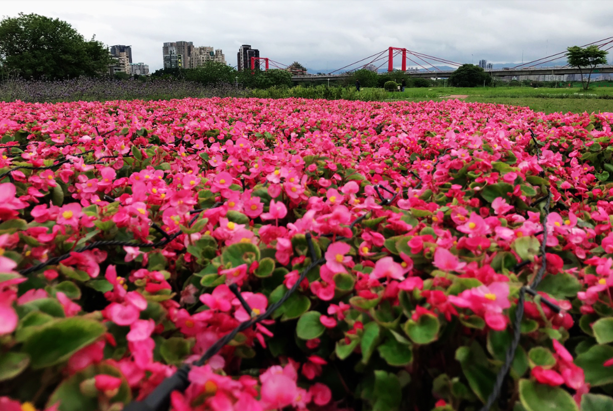 新北河濱蝶戀季4/11登場！6大主題區打造「樂園級花海」，百萬顆星星燈入夜超奇幻