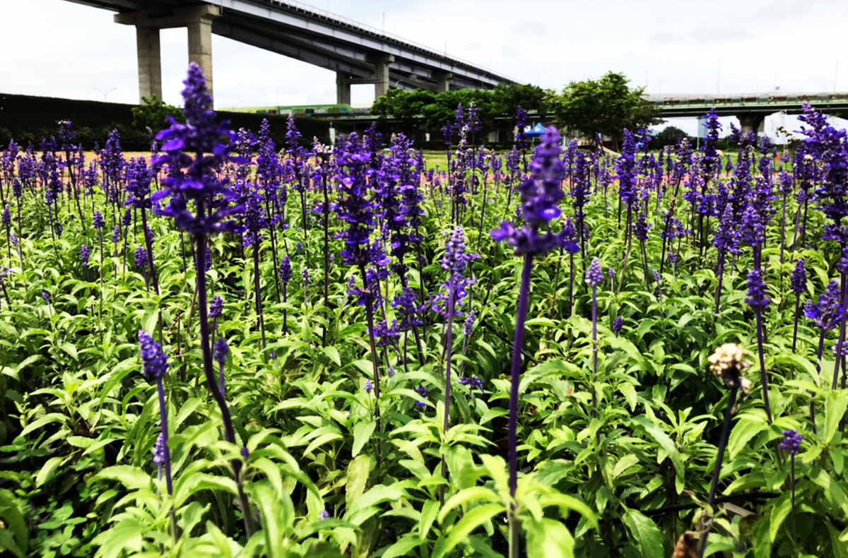 新北河濱蝶戀季4/11登場！6大主題區打造「樂園級花海」，百萬顆星星燈入夜超奇幻