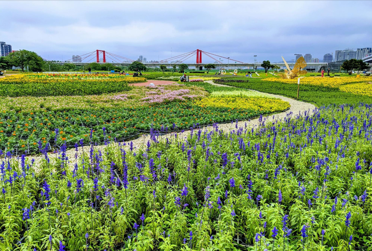 新北河濱蝶戀季4/11登場！6大主題區打造「樂園級花海」，百萬顆星星燈入夜超奇幻