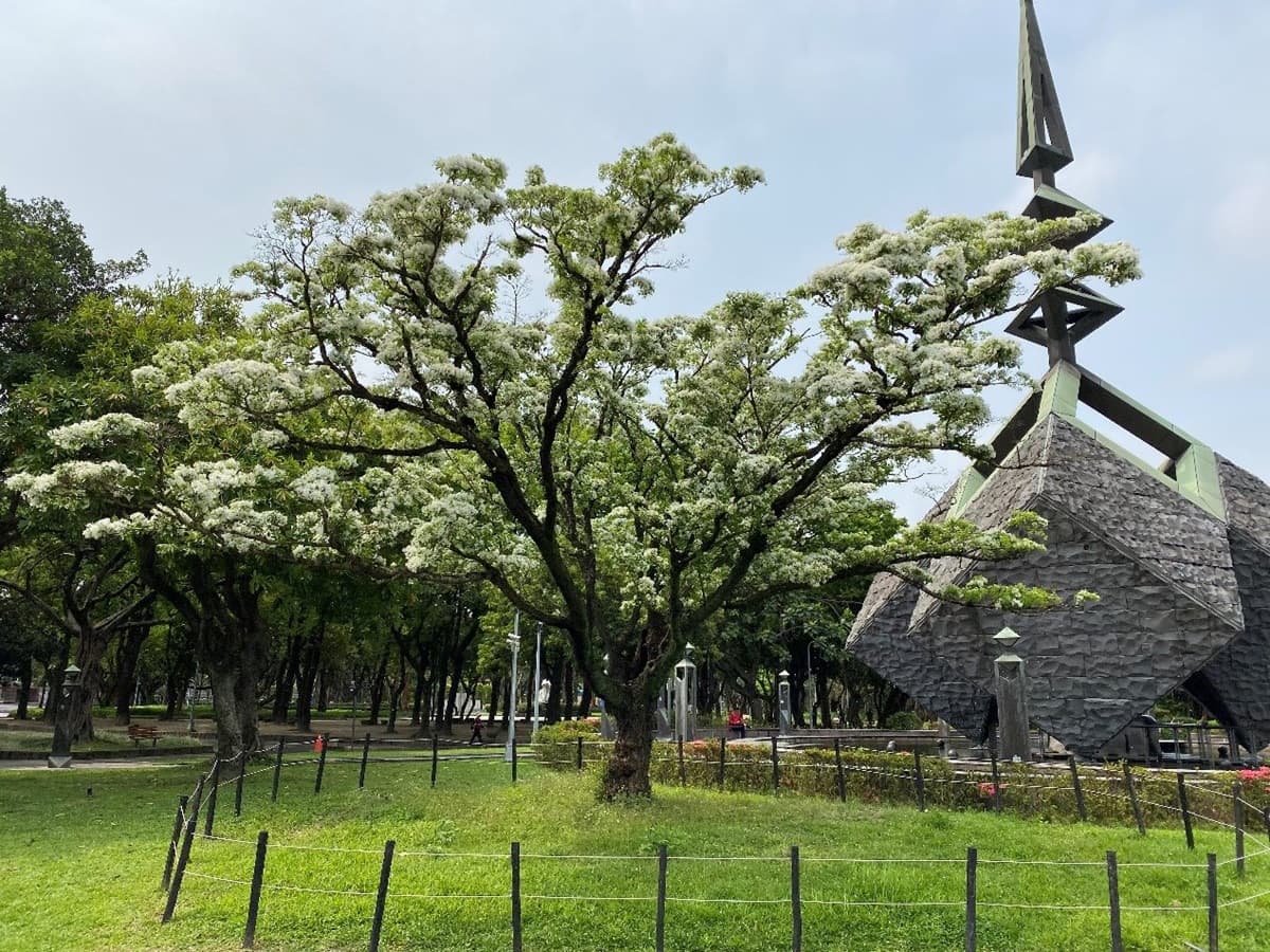 雙北飄4月雪！新北河濱公園「白花三葉草」盛放一大片，228公園「流蘇王」披白紗