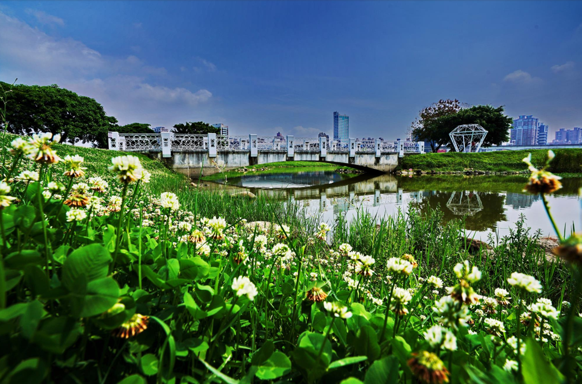雙北飄4月雪！新北河濱公園「白花三葉草」盛放一大片，228公園「流蘇王」披白紗