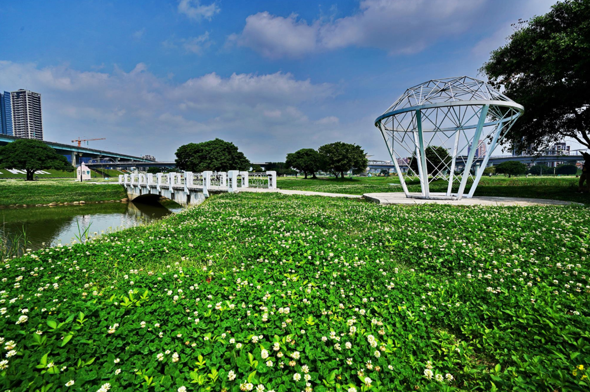 雙北飄4月雪！新北河濱公園「白花三葉草」盛放一大片，228公園「流蘇王」披白紗