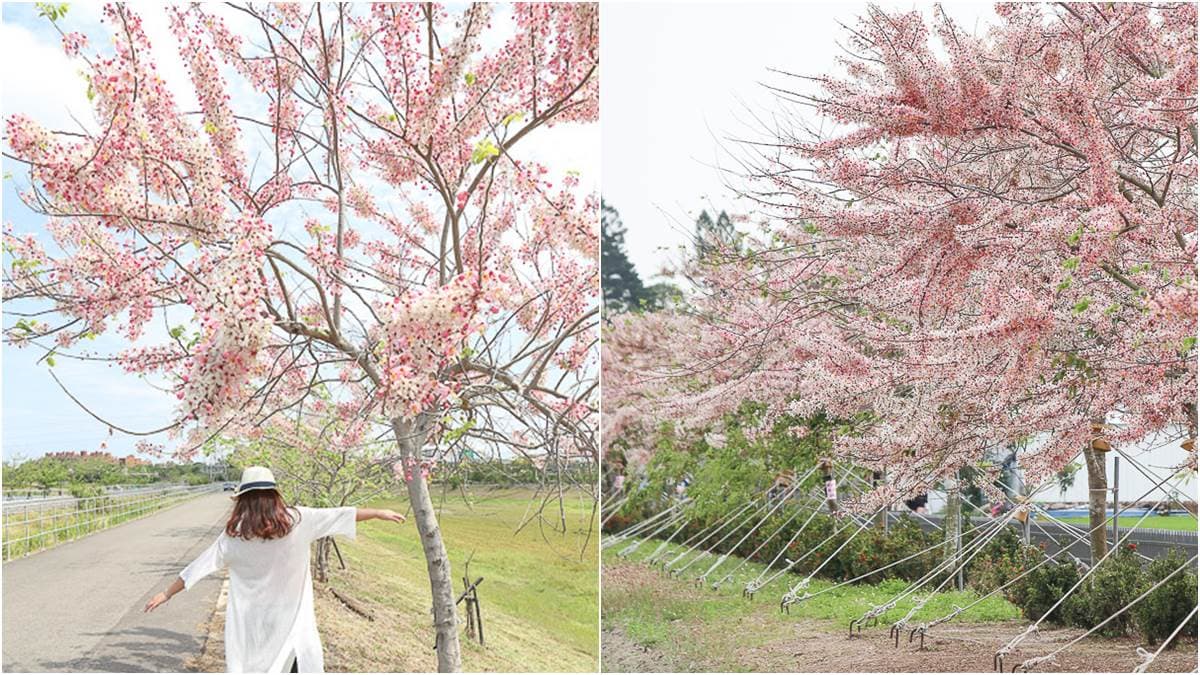 追一波台南夢幻粉紅雨，平地櫻花「花旗木」盛開3景點，IG美照GET