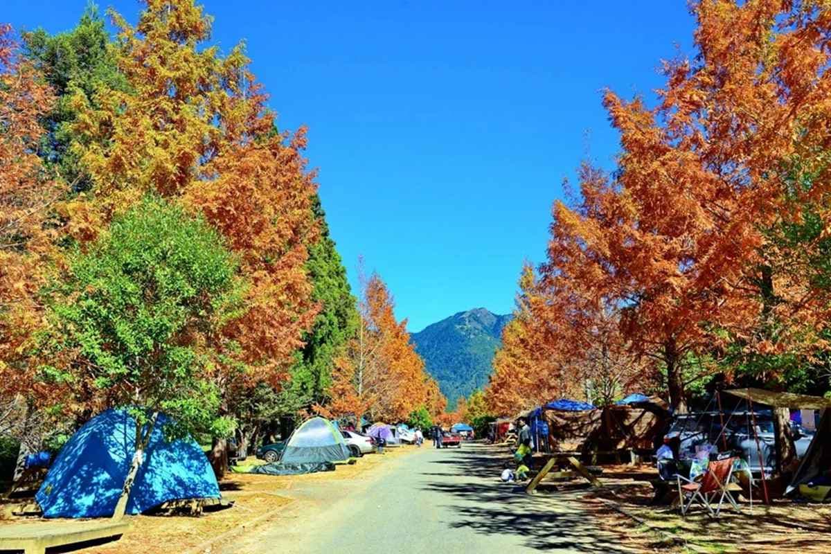 上山露營賞「艷麗小鈴鐺」毛地黃、金魚草！武陵農場營地8折優惠