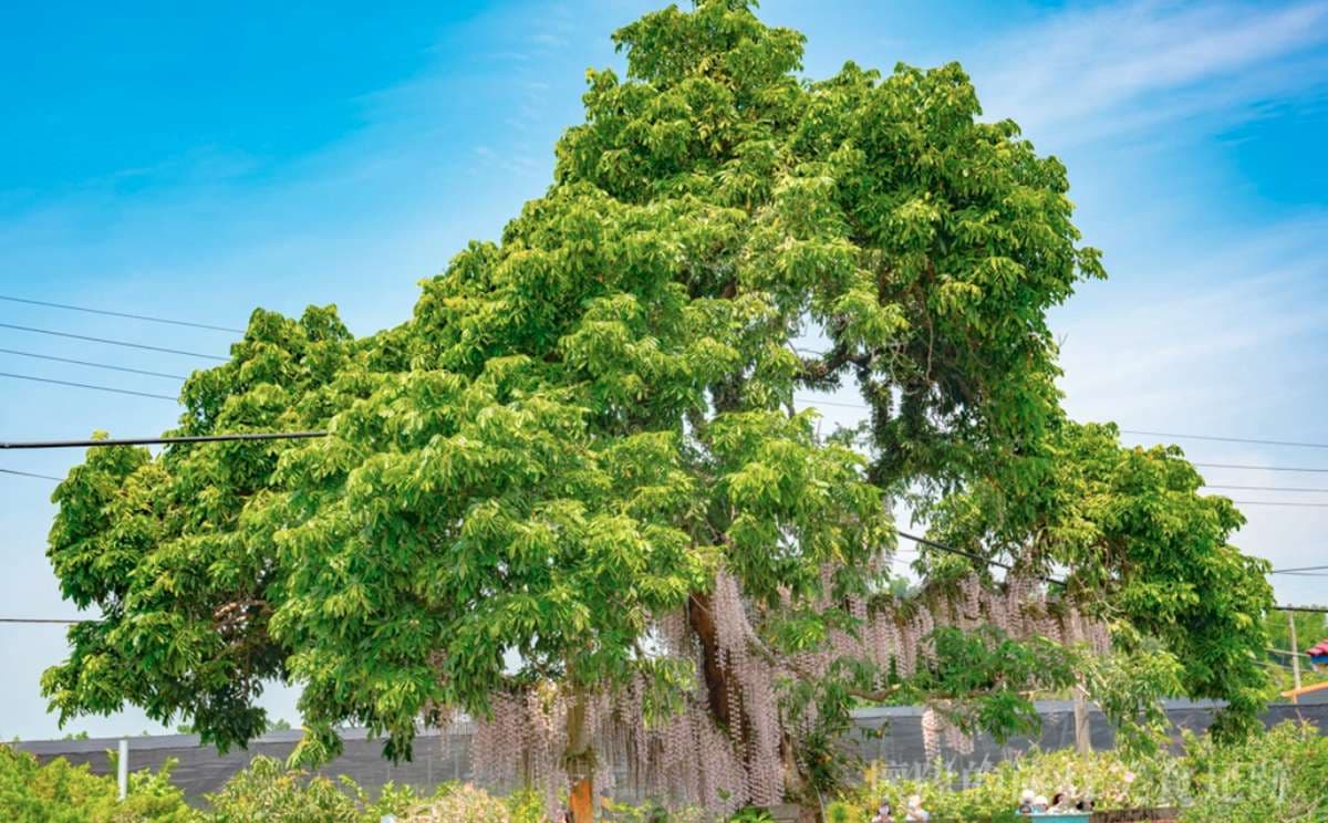 粉紫色「花瀑祕境」藏身台南小鎮!石斛蘭從龍眼大樹垂掛而下美翻了 粉紫色「花瀑祕境」藏身台南小鎮!石斛蘭從龍眼大樹垂掛而下美翻了