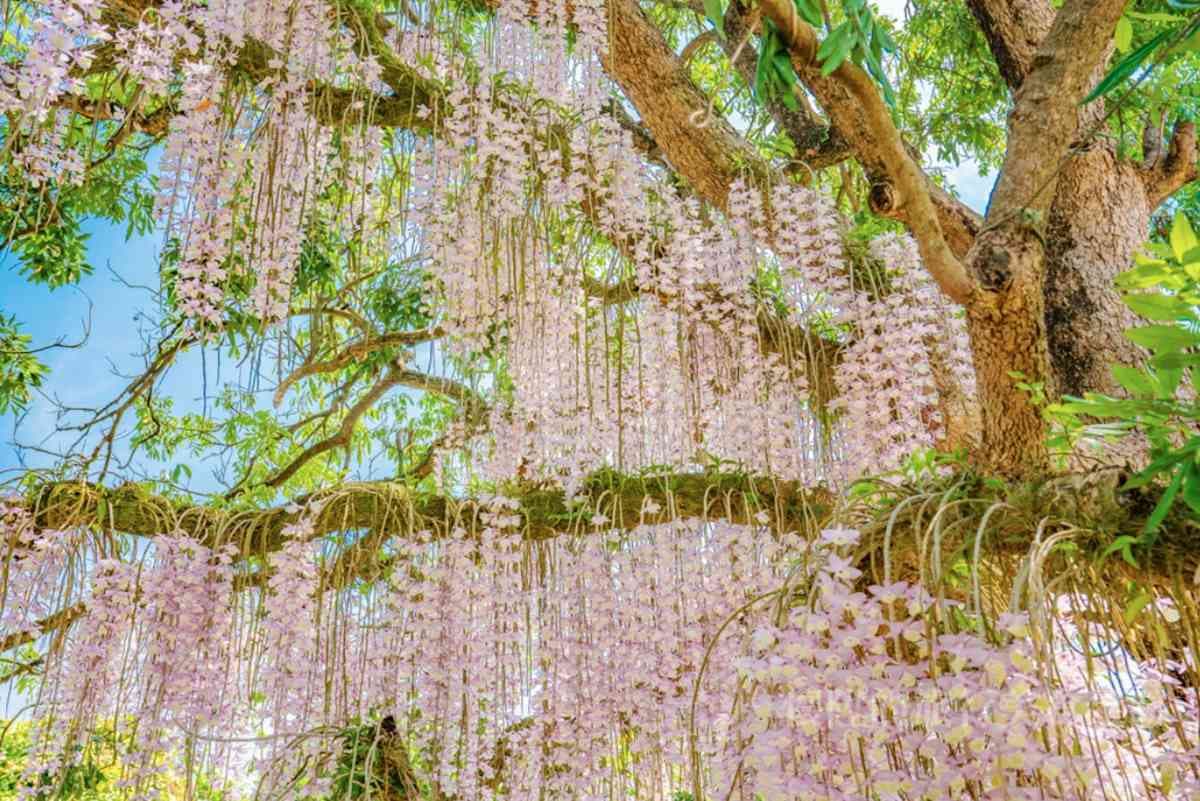 粉紫色「花瀑祕境」藏身台南小鎮!石斛蘭從龍眼大樹垂掛而下美翻了 粉紫色「花瀑祕境」藏身台南小鎮!石斛蘭從龍眼大樹垂掛而下美翻了