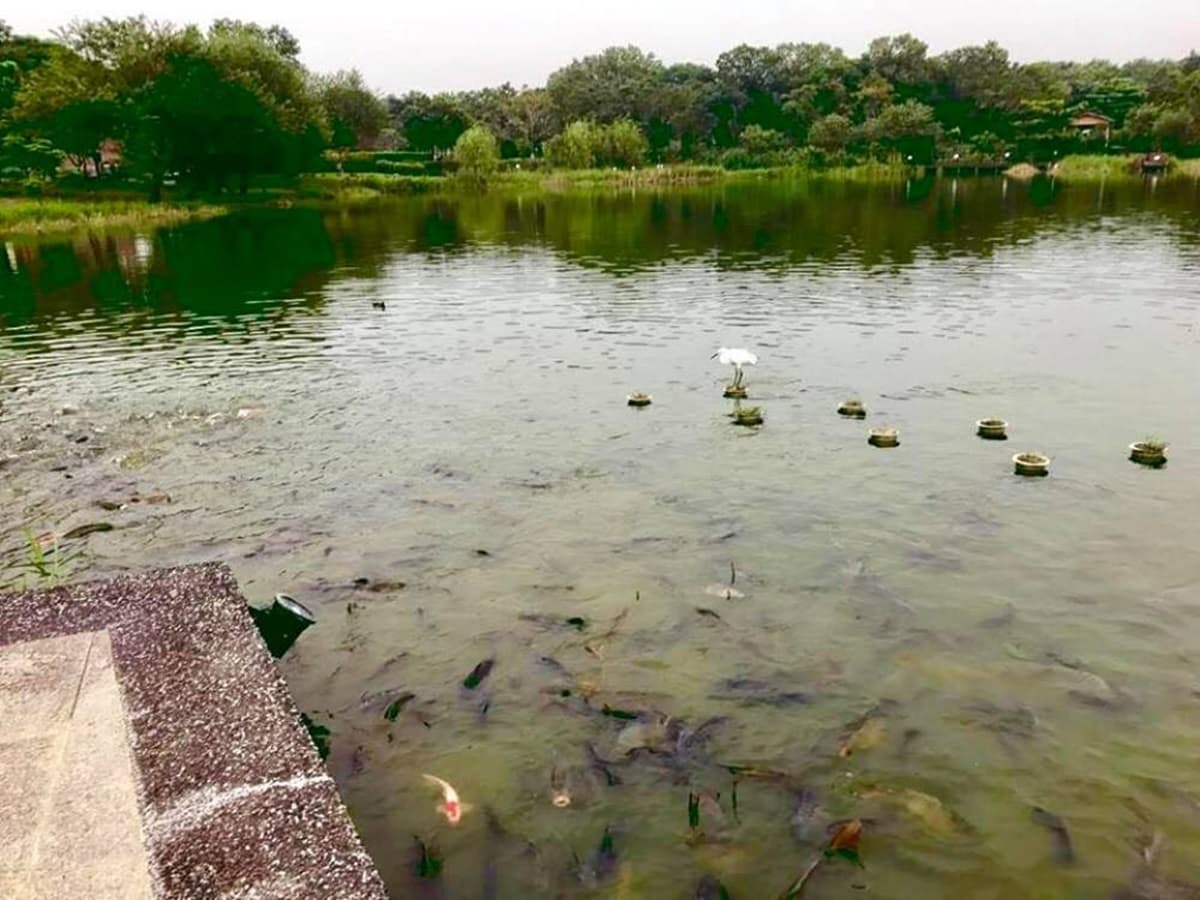 338714親子戲水5行程：海神宮撈魚、水圳玩漂漂河，順吃黃金無毒蝦、行動滷肉飯