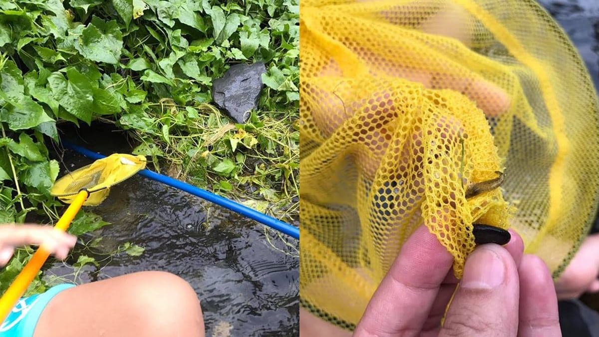 338714親子戲水5行程：海神宮撈魚、水圳玩漂漂河，順吃黃金無毒蝦、行動滷肉飯