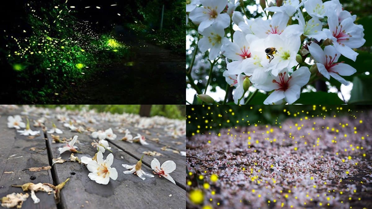 兩天一夜瘋玩！桃、竹、苗5處「賞桐＋追螢祕境」，帶著這篇說走就走