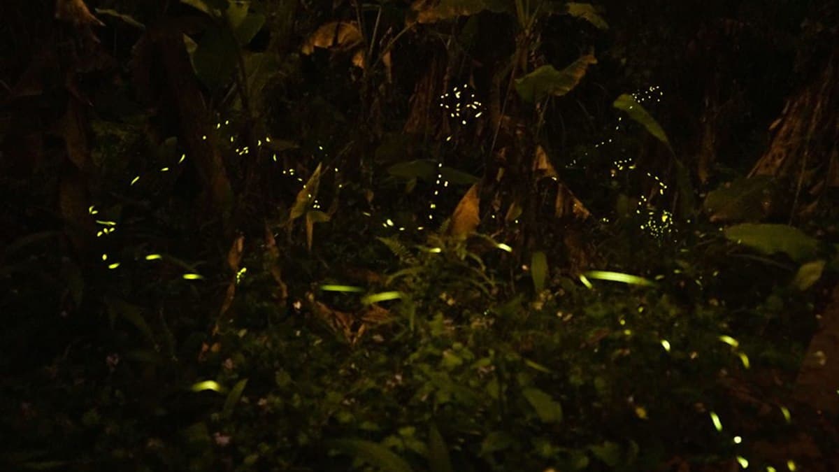 兩天一夜瘋玩!桃、竹、苗5處「賞桐+追螢祕境」,帶著這篇說走就走 兩天一夜瘋玩!桃、竹、苗5處「賞桐+追螢祕境」,帶著這篇說走就走