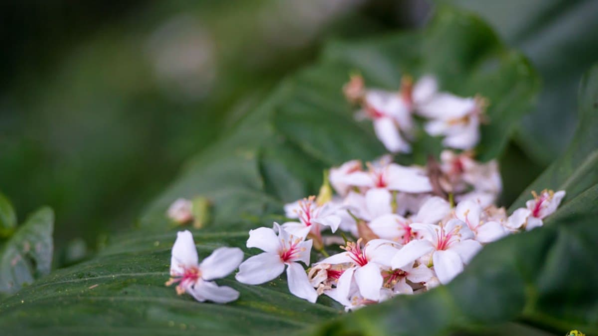 兩天一夜瘋玩!桃、竹、苗5處「賞桐+追螢祕境」,帶著這篇說走就走 兩天一夜瘋玩!桃、竹、苗5處「賞桐+追螢祕境」,帶著這篇說走就走