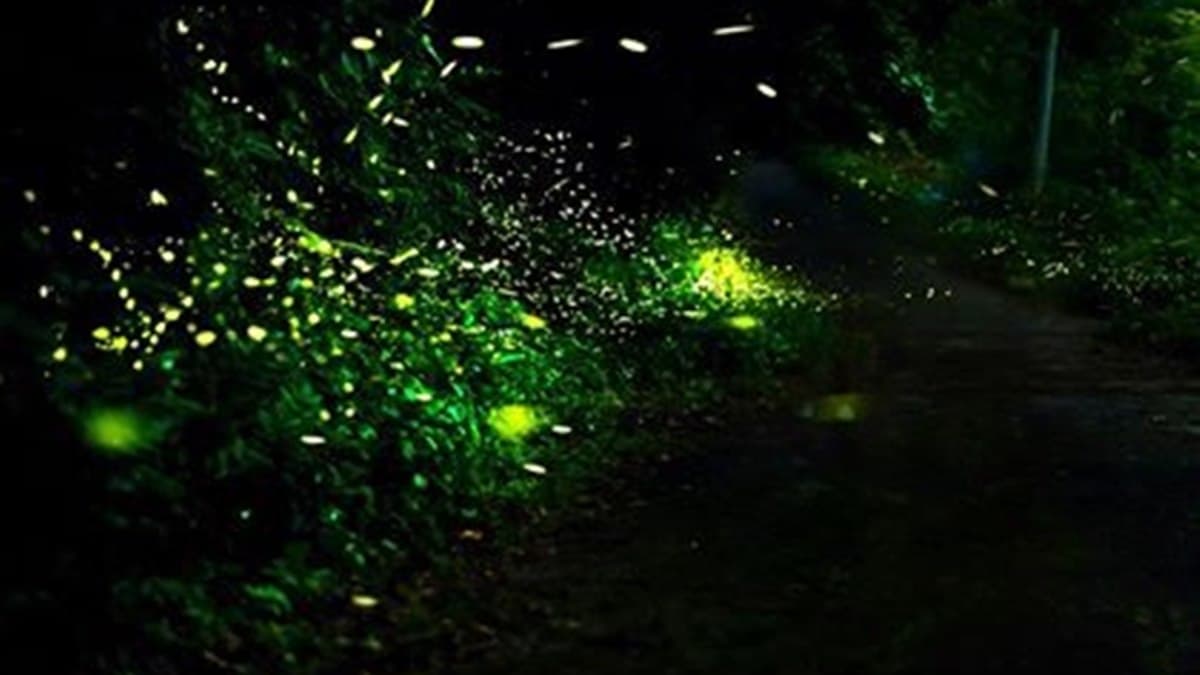 兩天一夜瘋玩!桃、竹、苗5處「賞桐+追螢祕境」,帶著這篇說走就走 兩天一夜瘋玩!桃、竹、苗5處「賞桐+追螢祕境」,帶著這篇說走就走
