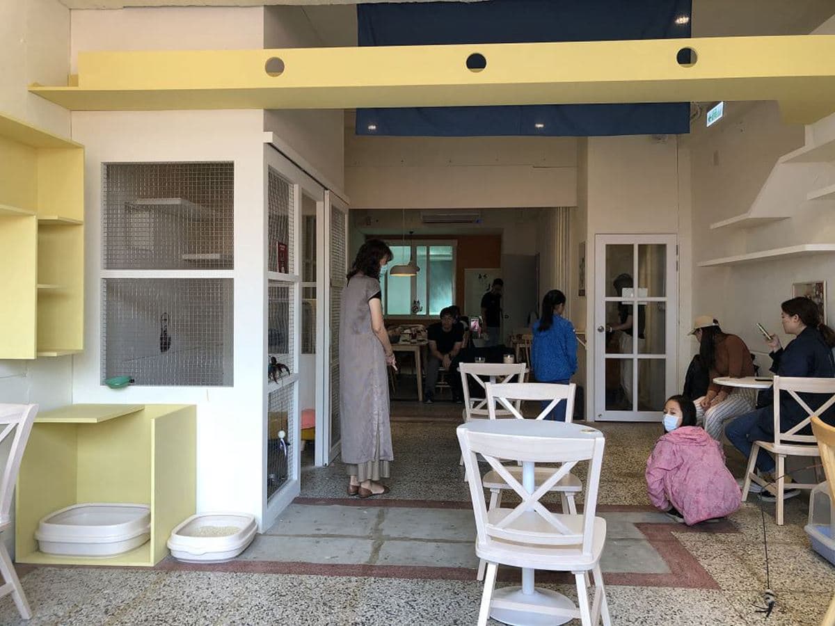 貓狗陪吃！北中南4間寵物餐廳：法鬥甜點店、貓咪咖啡廳、黃金獵犬居酒屋