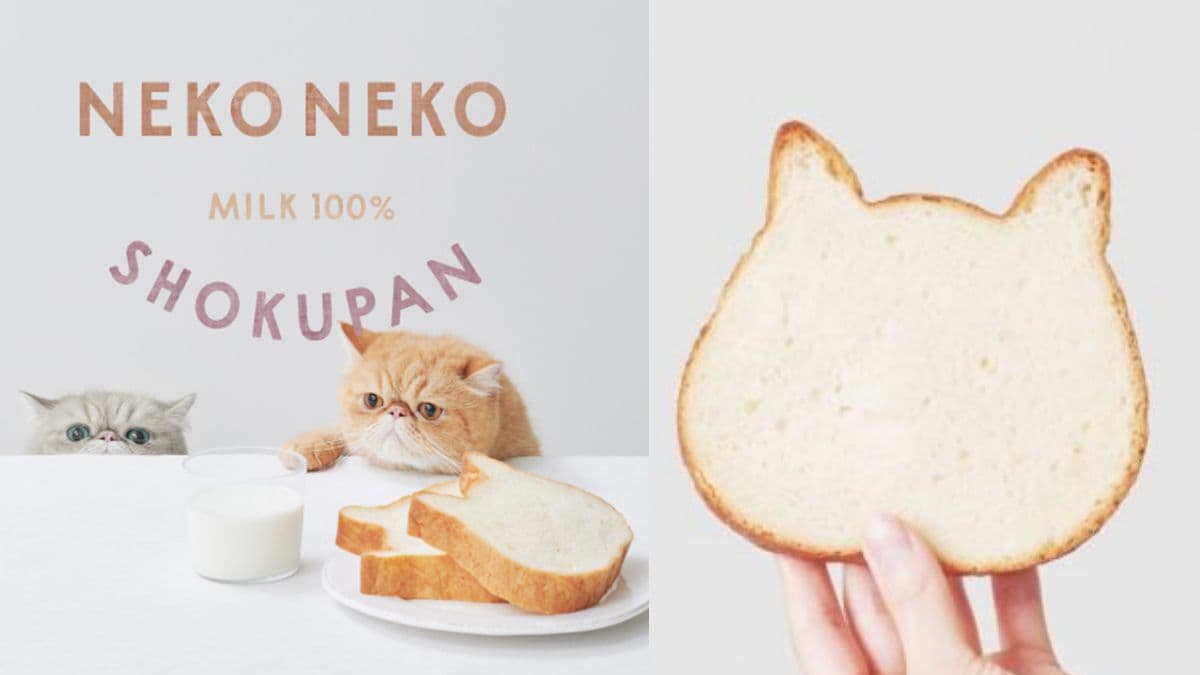 貓奴快筆記！日本人氣「NEKO NEKO SHOKUPAN貓咪吐司專賣店」來台快閃，地點、時間公開