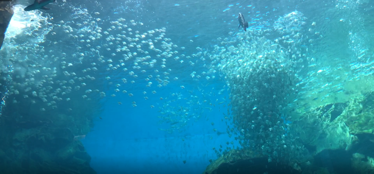 超夯Xpark水族館「4大設施」曝光!電影《崖上的波妞》原型現身、全台首創「企鵝咖啡館」 超夯Xpark水族館「4大設施」曝光!電影《崖上的波妞》原型現身、全台首創「企鵝咖啡館」