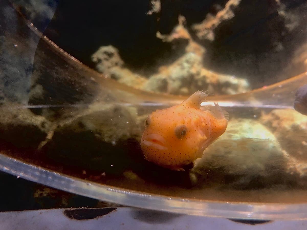 超夯Xpark水族館「4大設施」曝光!電影《崖上的波妞》原型現身、全台首創「企鵝咖啡館」 超夯Xpark水族館「4大設施」曝光!電影《崖上的波妞》原型現身、全台首創「企鵝咖啡館」