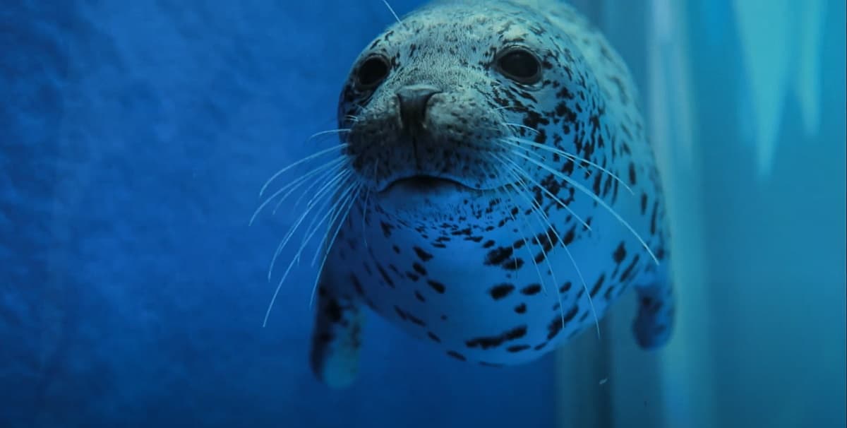 超夯Xpark水族館「4大設施」曝光!電影《崖上的波妞》原型現身、全台首創「企鵝咖啡館」 超夯Xpark水族館「4大設施」曝光!電影《崖上的波妞》原型現身、全台首創「企鵝咖啡館」