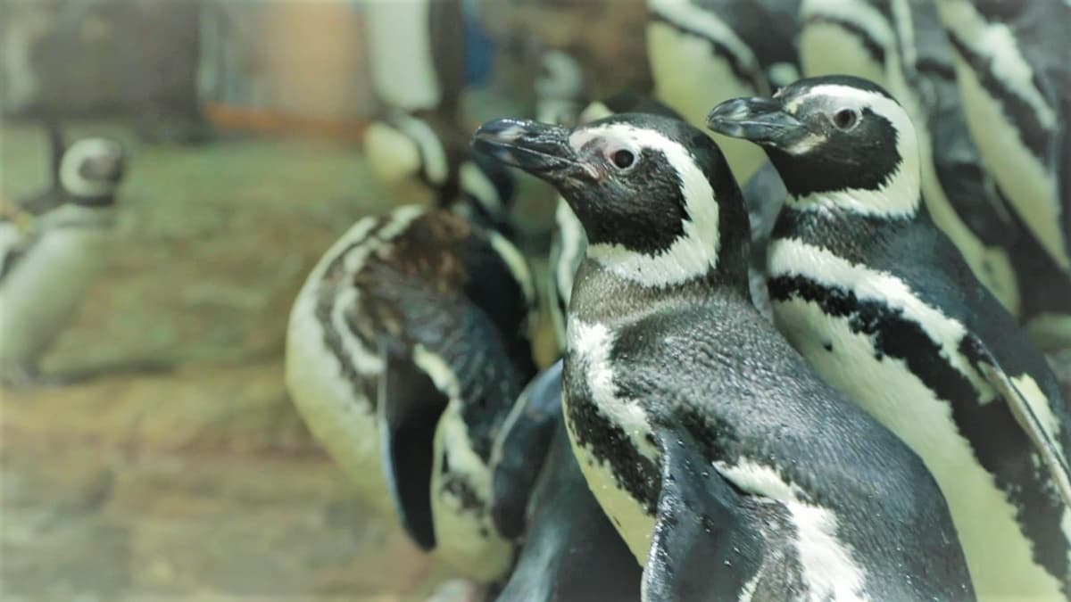 超夯Xpark水族館「4大設施」曝光!電影《崖上的波妞》原型現身、全台首創「企鵝咖啡館」 超夯Xpark水族館「4大設施」曝光!電影《崖上的波妞》原型現身、全台首創「企鵝咖啡館」