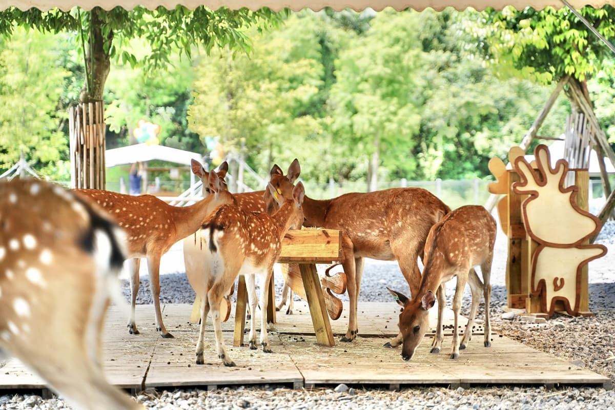 2020宜蘭「冬山風箏嘉年華」明登場！可拍「斑比山丘 」小鹿、大型稻草捲，還有草莓挫冰吃