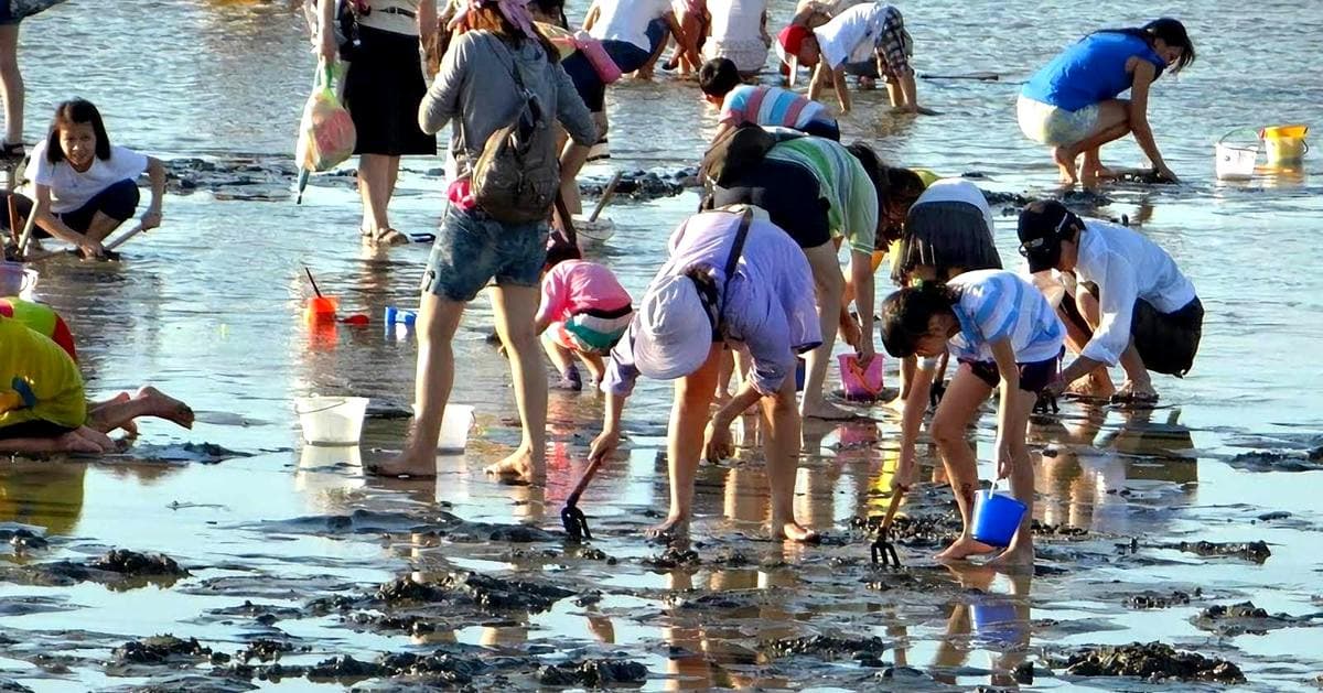錯過再等一年！台南免費「摸蛤仔」剩這一天，接駁車資訊、防疫規定公布