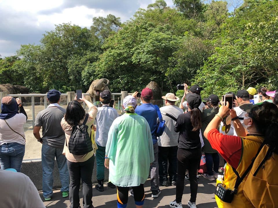 出發看熊貓!台北市動物園「夜間遊園」開放,今年只有這7天可看 出發看熊貓!台北市動物園「夜間遊園」開放,今年只有這7天可看