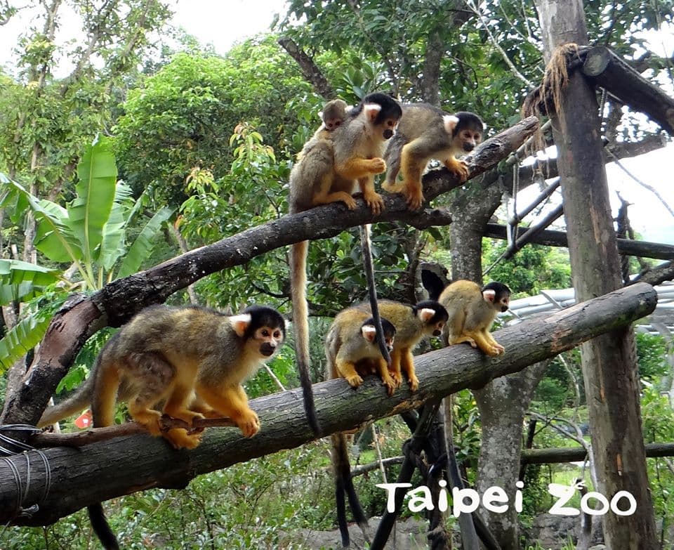 出發看熊貓!台北市動物園「夜間遊園」開放,今年只有這7天可看 出發看熊貓!台北市動物園「夜間遊園」開放,今年只有這7天可看