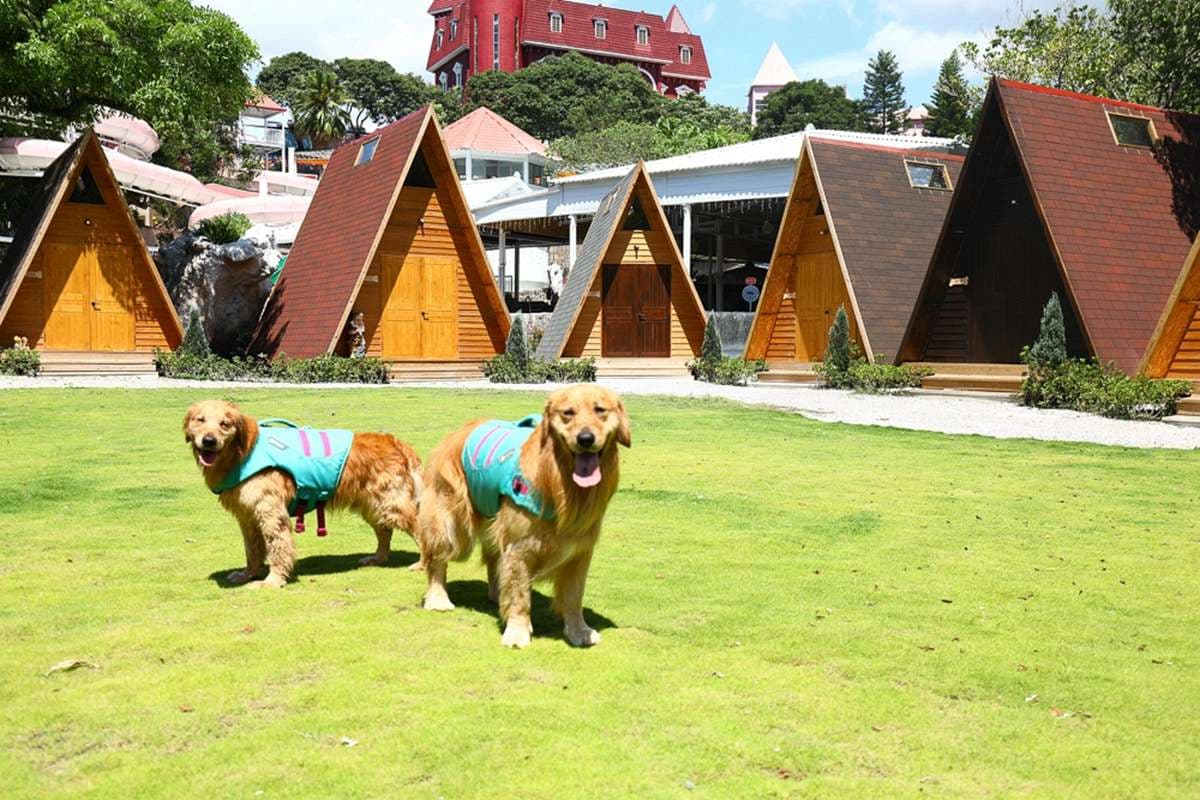 台中2萬坪寵物樂園開幕！超大泳池、草地、小木屋，根本是毛孩迪士尼