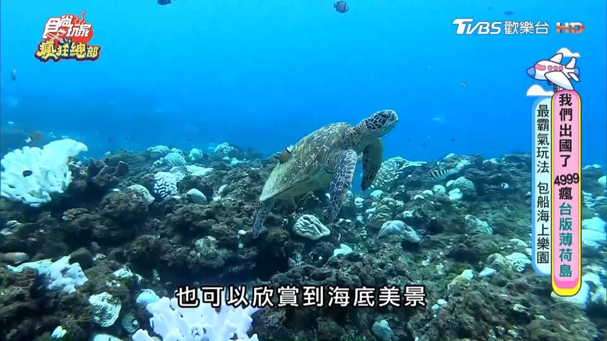 小琉球最霸氣玩法！玻璃半潛艇不下水賞海龜，包船還能海上魔毯、SUP玩到爽
