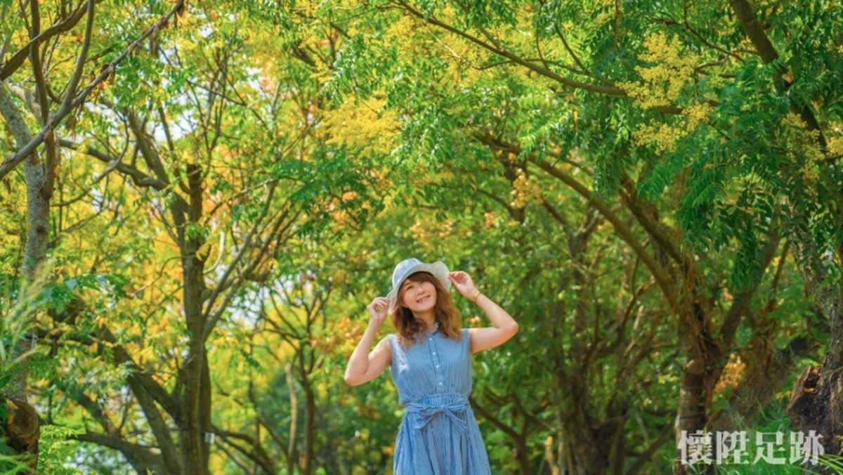 超美「三色樹」步道賞秋季限定美景！台南山海圳綠道欒樹開花，還能拍甜根子草10月雪