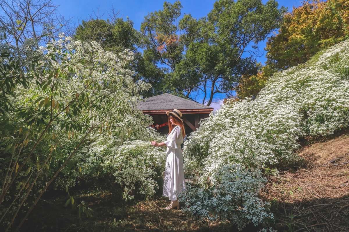 新社下雪了!台中農場賞季節限定純白花海隧道,再搭金黃楓葉怎麼拍都好看 新社下雪了!台中農場賞季節限定純白花海隧道,再搭金黃楓葉怎麼拍都好看
