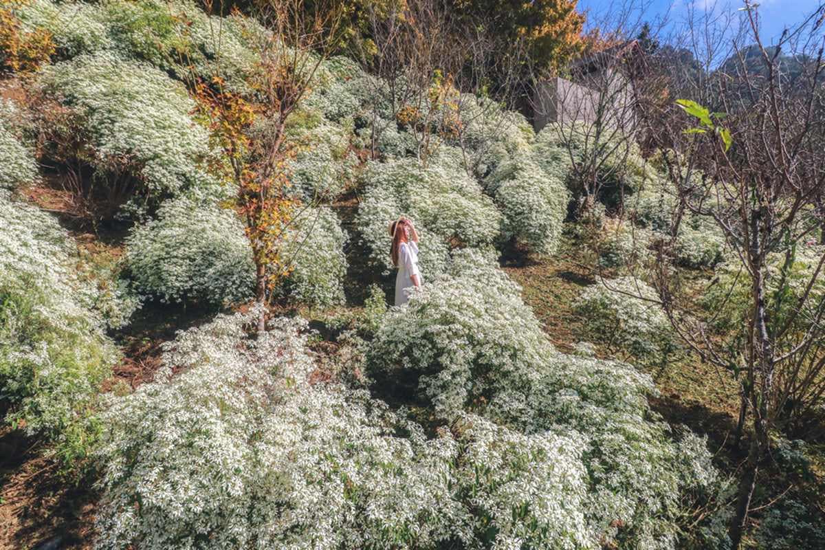 新社下雪了!台中農場賞季節限定純白花海隧道,再搭金黃楓葉怎麼拍都好看 新社下雪了!台中農場賞季節限定純白花海隧道,再搭金黃楓葉怎麼拍都好看