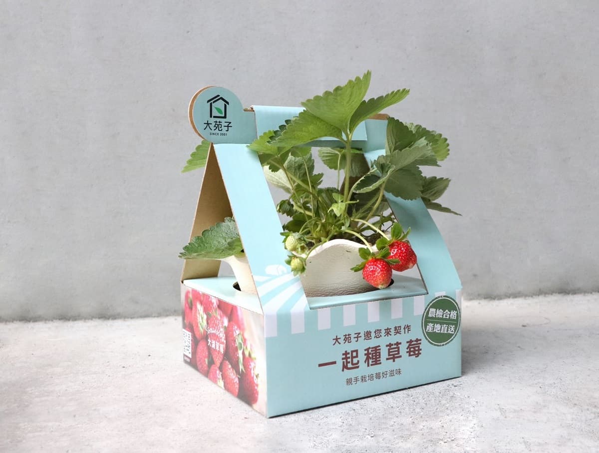 滿滿草莓+鹹奶霜最誘人！大苑子「最狂草莓季」再推2款全新冰品，還能自己種草莓