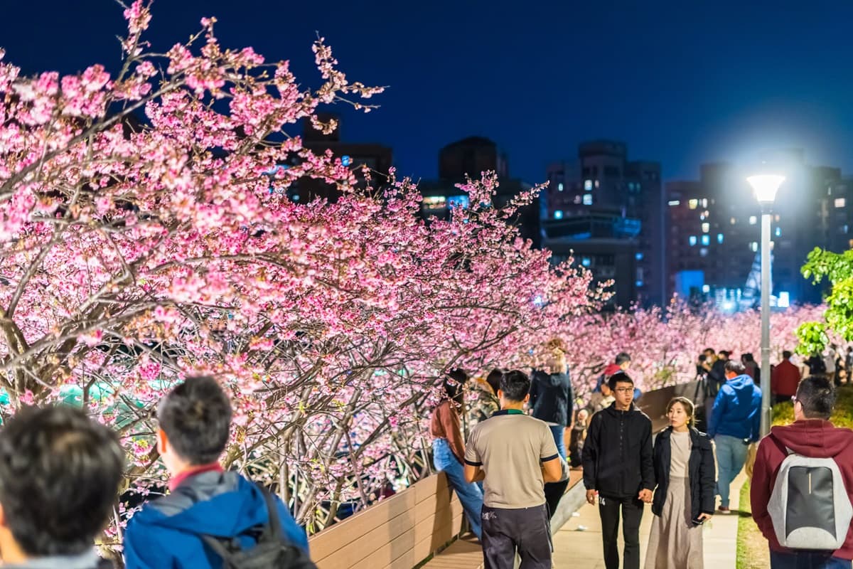 每年內湖必追賞櫻點！「2021樂活夜櫻季」這時登場，3公里櫻花大道準備狂拍