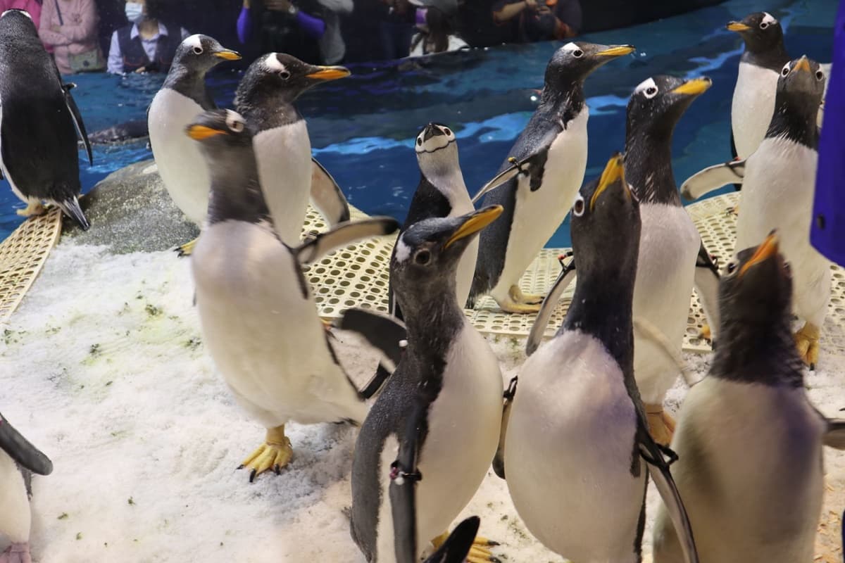 餵鹿、餵馬都輸了!全台首次「企鵝餵食體驗」這天開賣,能看企鵝孵蛋設備、專人幫你拍照 餵鹿、餵馬都輸了!全台首次「企鵝餵食體驗」這天開賣,能看企鵝孵蛋設備、專人幫你拍照