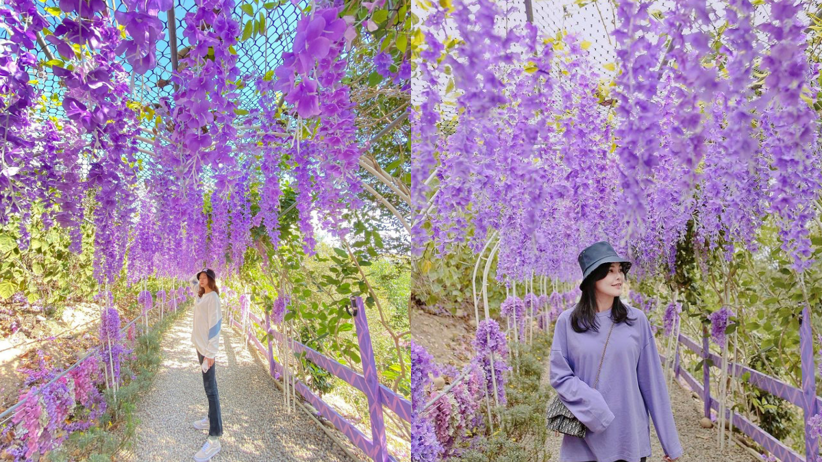 漫步紫色仙境!噢哈娜咖啡屋「紫藤花步道」太夢幻,紫色花傘、波波草超好拍 漫步紫色仙境!噢哈娜咖啡屋「紫藤花步道」太夢幻,紫色花傘、波波草超好拍