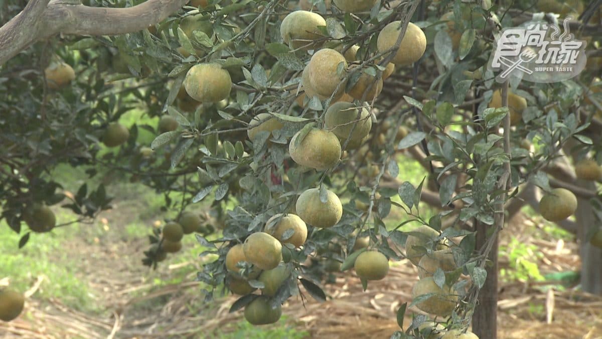 果園內種植以橘子類為主的水果，也有火龍果、荔枝、芒果等，可以親自體驗採果的樂趣。