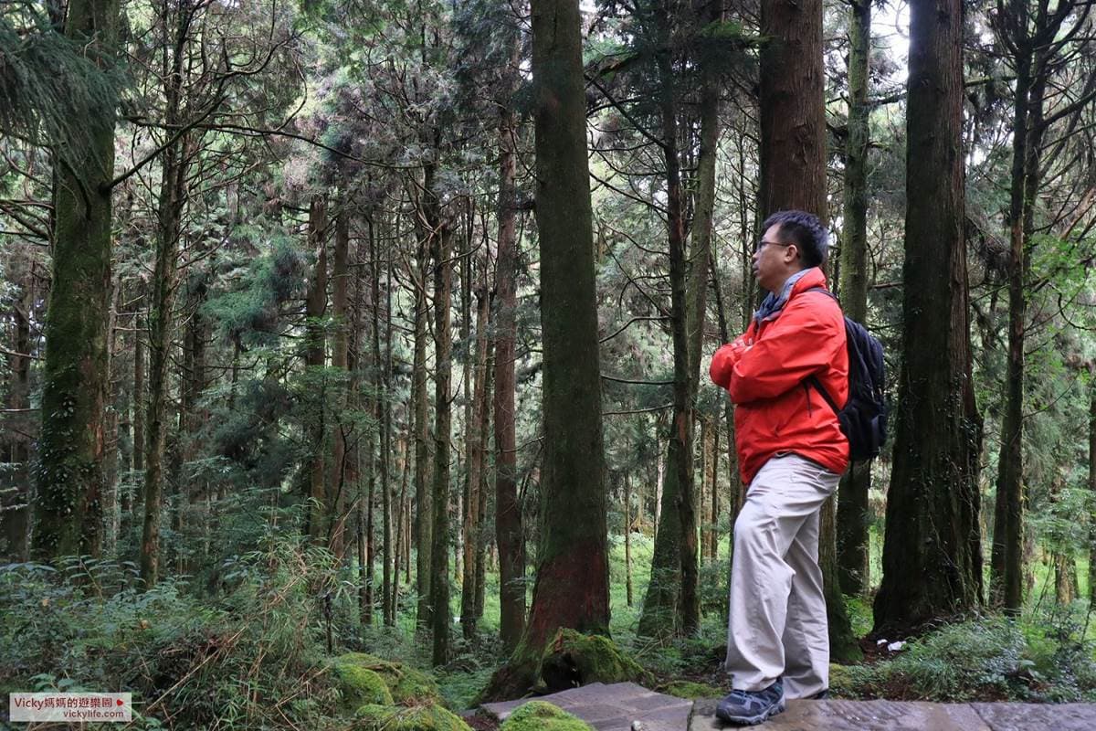 阿里山親子遊提案!搭火車看日出美景,沿途逛山椒魚館、森林天空步道 阿里山親子遊提案!搭火車看日出美景,沿途逛山椒魚館、森林天空步道