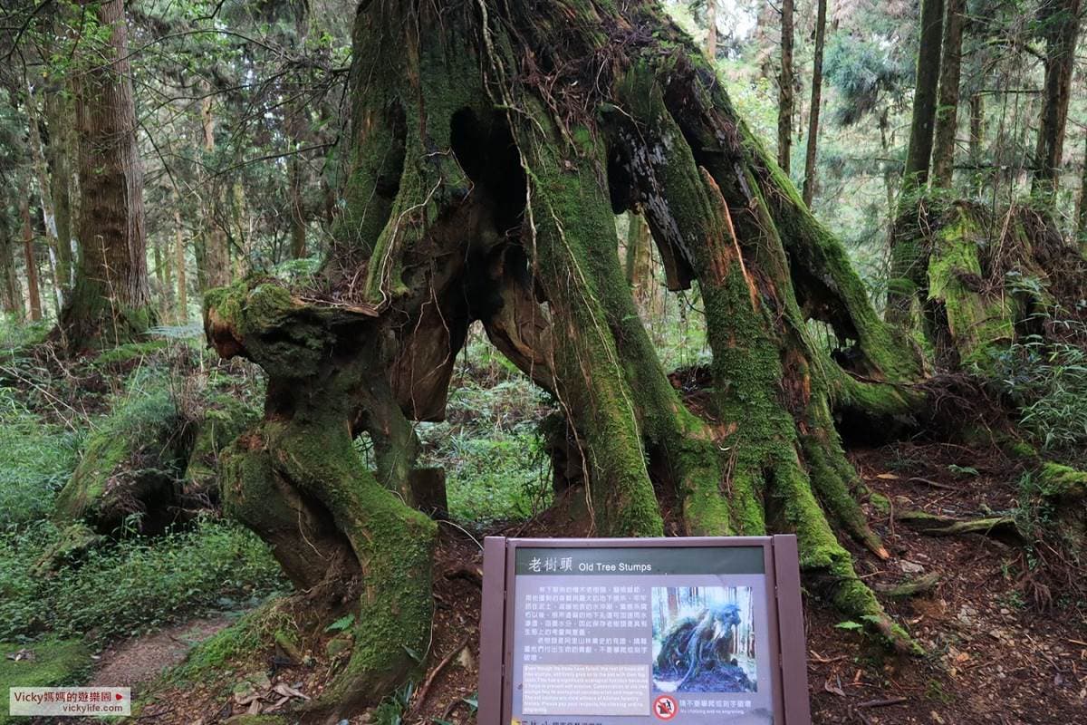 阿里山親子遊提案!搭火車看日出美景,沿途逛山椒魚館、森林天空步道 阿里山親子遊提案!搭火車看日出美景,沿途逛山椒魚館、森林天空步道